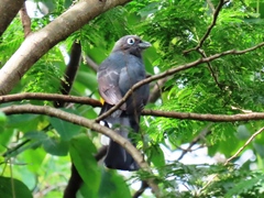 Trogon melanocephalus