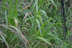 Setaria