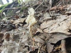 Clavulina rugosa