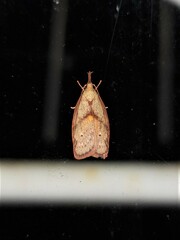 Enchocrates glaucopis
