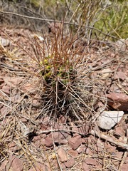 Echinopsis bridgesii