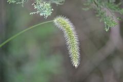 Setaria