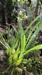 Prosthechea ochracea