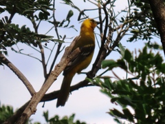 Icterus