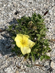 Oenothera drummondii