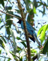 Tersina viridis