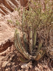 Corryocactus melanotrichus