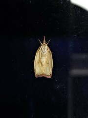 Enchocrates glaucopis