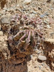 Echinopsis bridgesii
