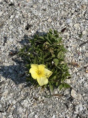 Oenothera drummondii