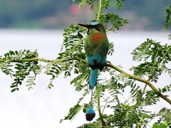 Eumomota superciliosa