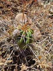 Echinopsis bridgesii
