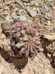 Echinopsis bridgesii