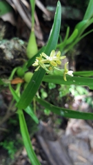 Prosthechea ochracea