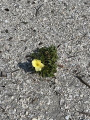 Oenothera drummondii