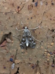Hygraula nitens
