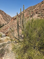 Corryocactus melanotrichus