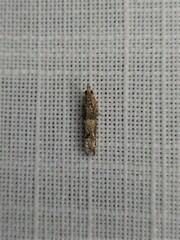 Crocidosema plebejana