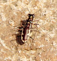 Eunota circumpicta
