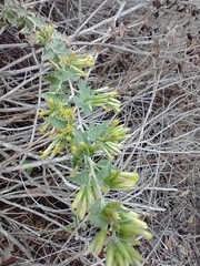 Brickellia californica