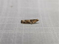 Crocidosema plebejana