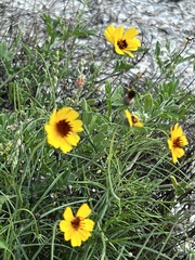 Thelesperma filifolium