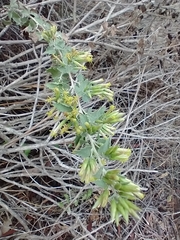 Brickellia californica