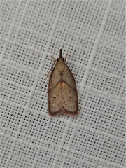 Enchocrates glaucopis