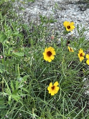 Thelesperma filifolium