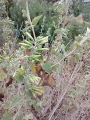 Brickellia californica