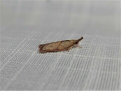 Enchocrates glaucopis