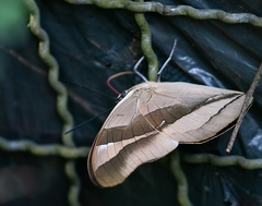 Archaeoprepona chalciope