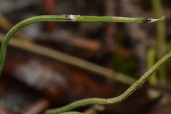 Equisetum scirpoides