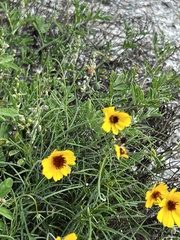 Thelesperma filifolium