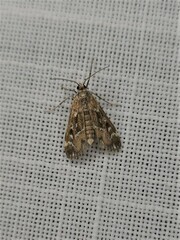 Hygraula nitens