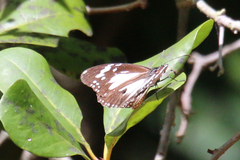 Danaus affinis