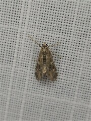 Hygraula nitens