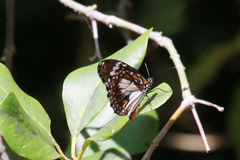 Danaus affinis
