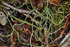 Equisetum scirpoides