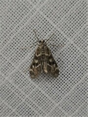 Hygraula nitens