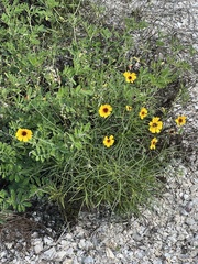 Thelesperma filifolium