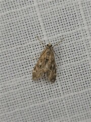 Hygraula nitens
