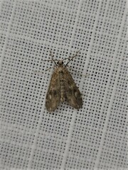 Hygraula nitens