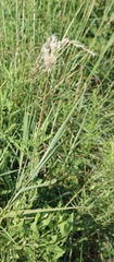 Bothriochloa laguroides