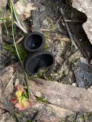 Urnula
