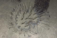 Actiniidae