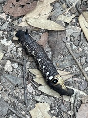 Xylophanes falco