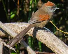 Synallaxis subpudica