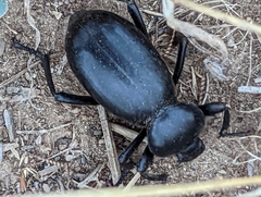 Eleodes grandicollis