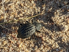 Philolithus sordidus